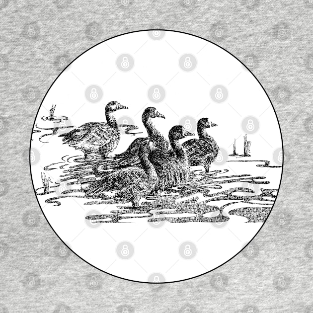 Greater White Fronted Geese pen and ink by tsd-fashion